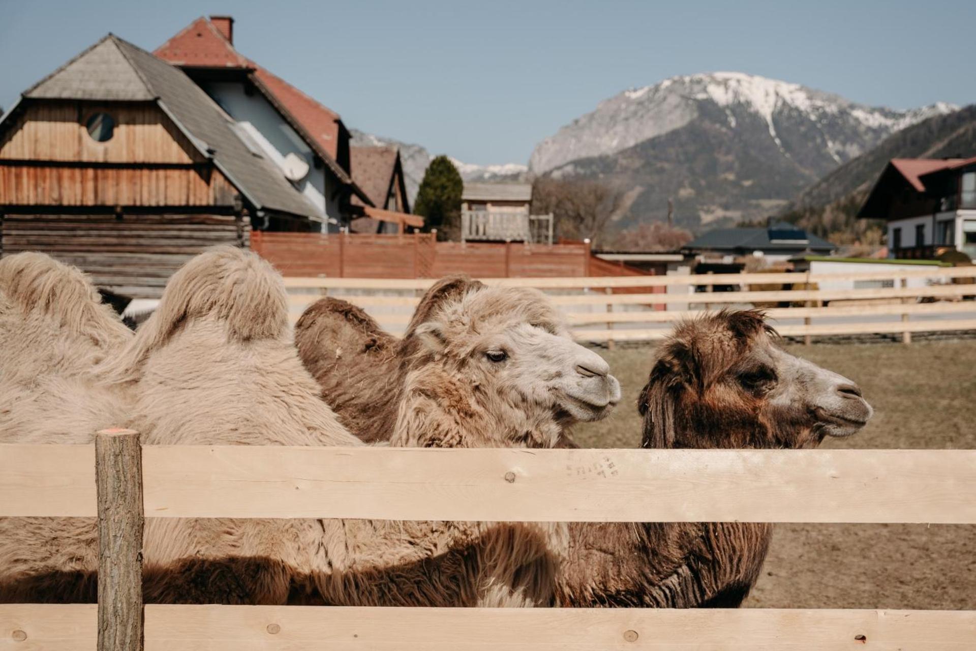 Alpakas, Lamas Und Rentiere Zum Gruenen See Grossdorf  Экстерьер фото