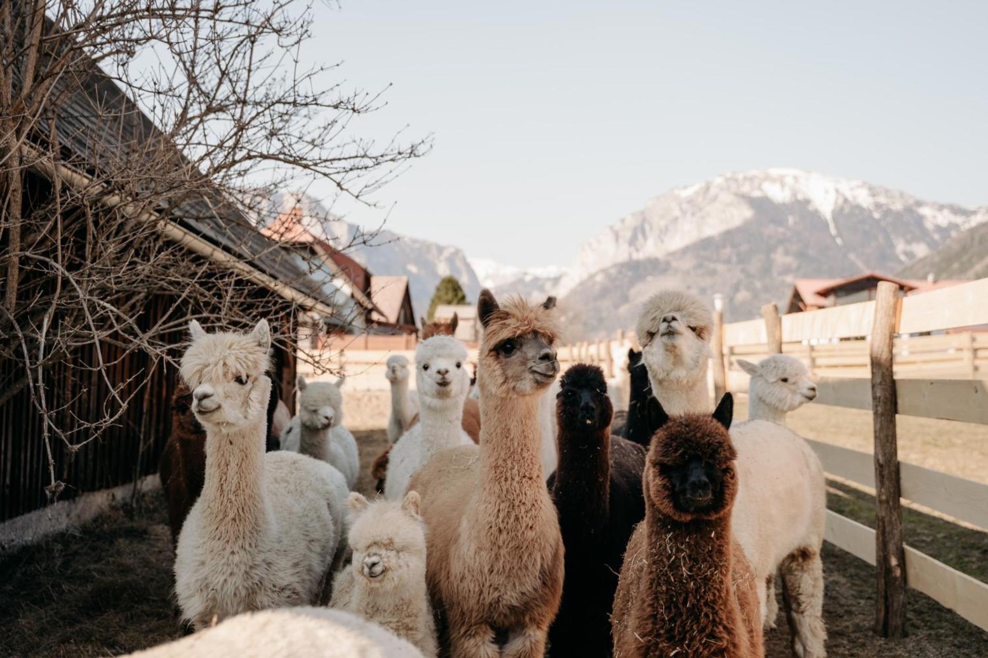 Alpakas, Lamas Und Rentiere Zum Gruenen See Grossdorf  Экстерьер фото