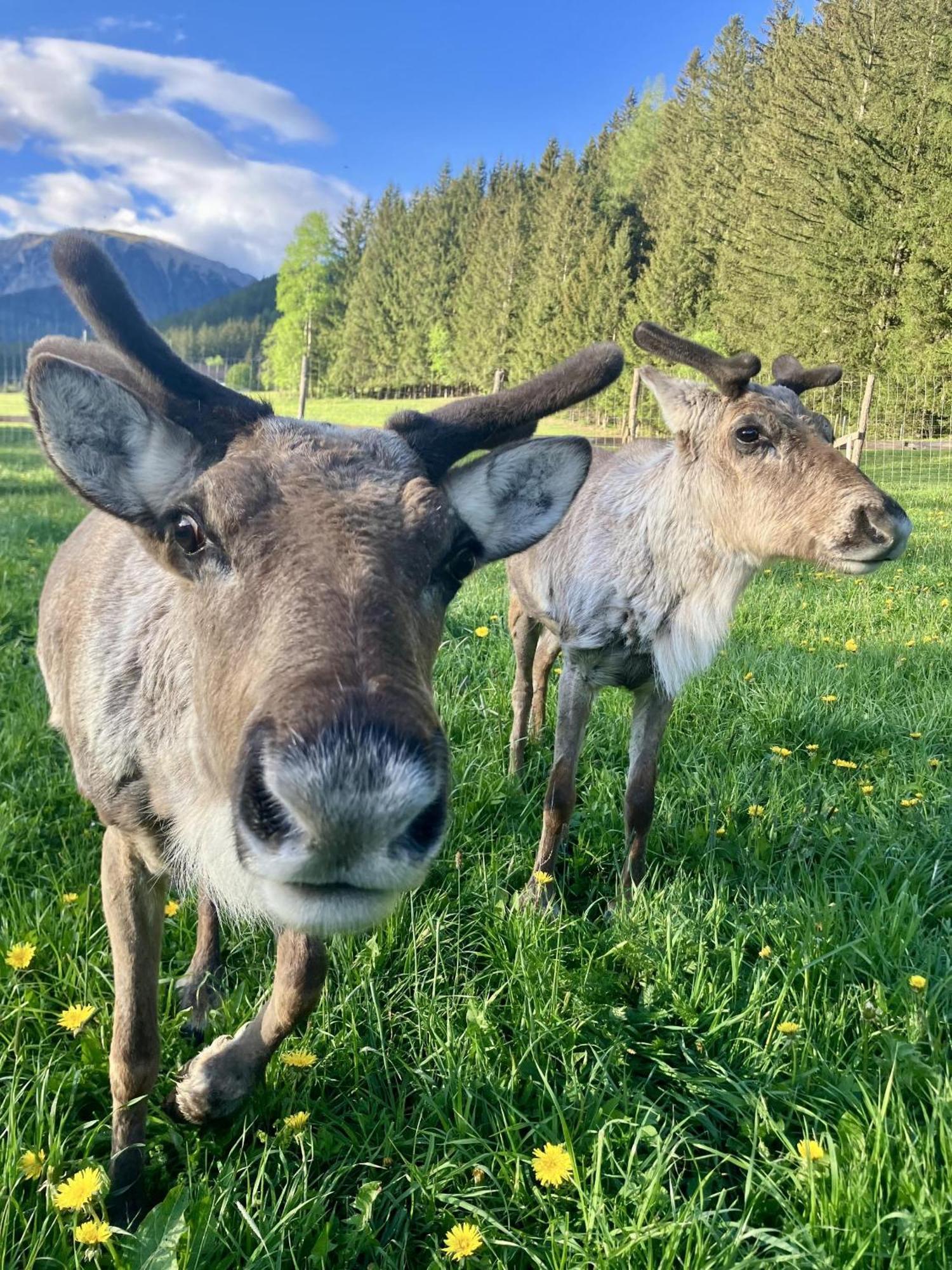 Alpakas, Lamas Und Rentiere Zum Gruenen See Grossdorf  Экстерьер фото